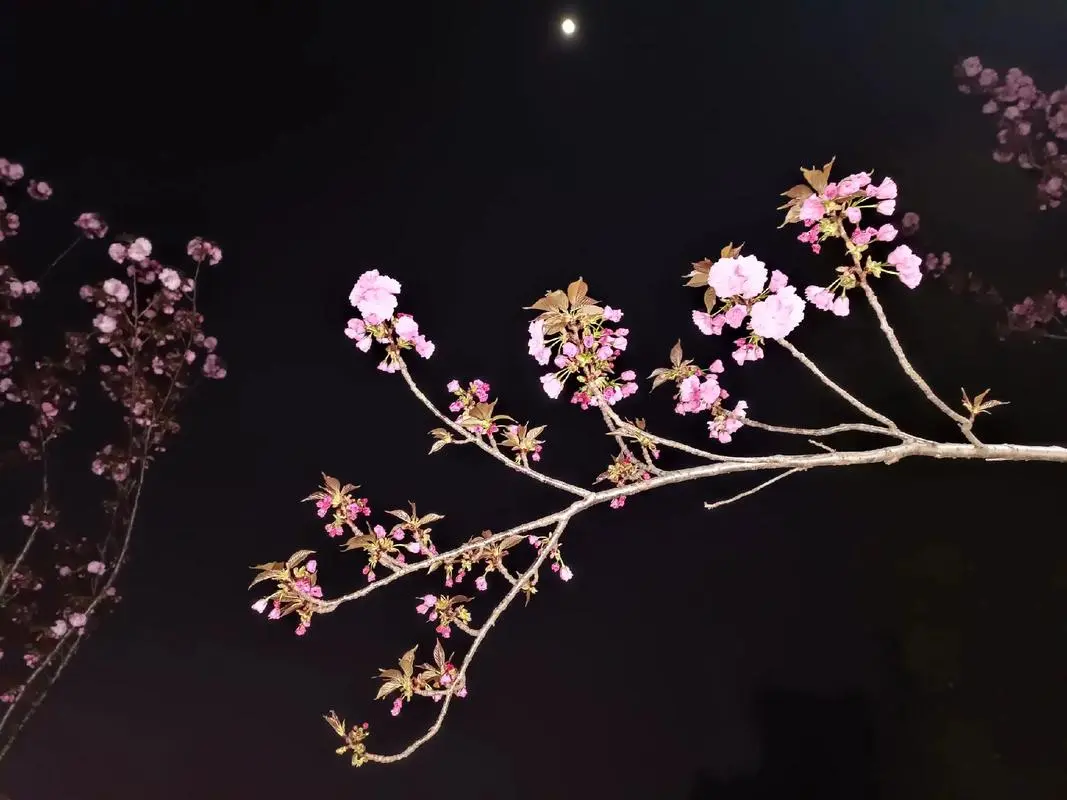 无书名号包裹,需根据标题分析资源名,资源名:《总有人留在春天》相关资源图片