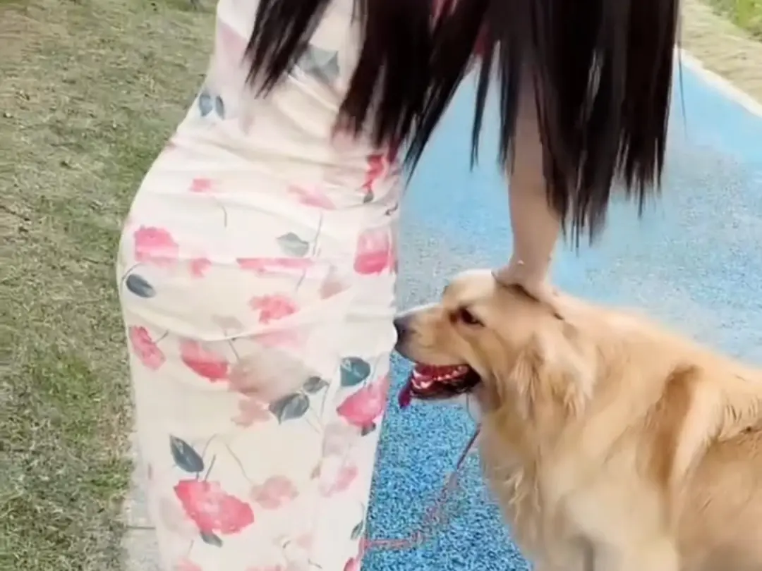 免费看《抖音香香公主与爱犬金毛》科普视频，高清无广告，抖音香香公主与爱犬金毛直播回放资源持续有效！